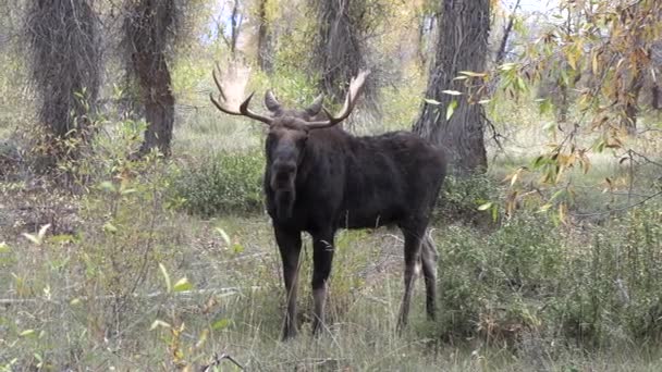 Bull Moose Wyomingu Během Pádu Rut — Stock video