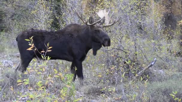 Een Stier Moose Wyoming Tijdens Val Sleur — Stockvideo