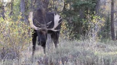 Wyoming düşme rut sırasında bir boğa geyiği