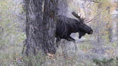 Wyoming, Auutmn 'da tekdüze bir geyik.