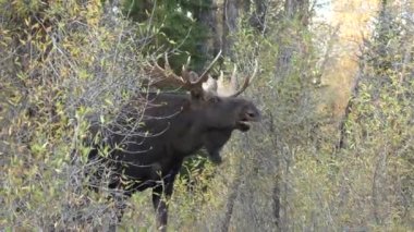 Wyoming, Auutmn 'da tekdüze bir geyik.