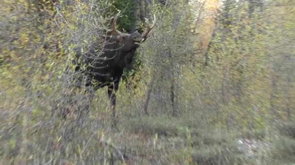 Seekor Rusa Jantan Dalam Kebiasaan Wyoming Musim Gugur — Stok Video