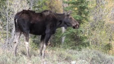 Auutmn, Wyoming 'de bir sığır geyiği.