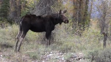 Auutmn, Wyoming 'de bir sığır geyiği.