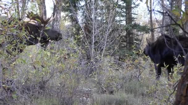 Ein Elchbulle Der Trab Wyoming Auutmn — Stockvideo