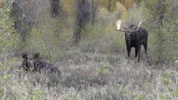 Ένα Ελάφι Ταύρου Και Αγελάδας Στο Γουαϊόμινγκ Τον Αύγουστο — Αρχείο Βίντεο