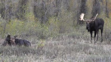 Wyoming, Auutmn 'da bir boğa ve inek geyiği tekdüze.