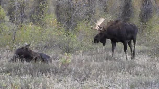 Toro Una Vaca Alce Rutina Wyoming Auutmn — Vídeos de Stock
