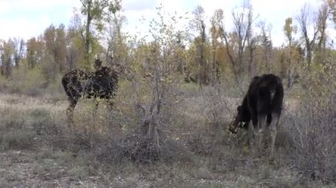 Wyoming, Auutmn 'da bir boğa ve inek geyiği tekdüze.