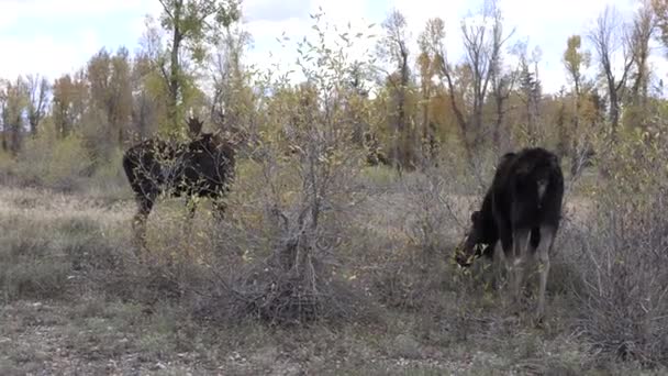 Ein Bulle Und Eine Kuh Elch Der Trab Wyoming Auutmn — Stockvideo