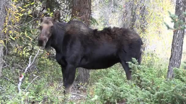 Eine Kuh Elch Wyoming Auutmn — Stockvideo