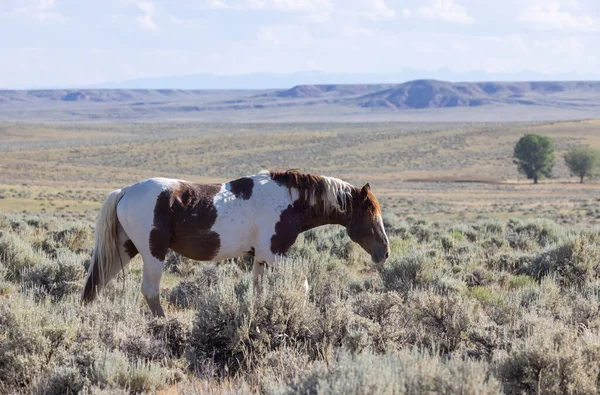 Ein Schönes Wildpferd Sommer Der Wüste Von Wyoming — Stockfoto