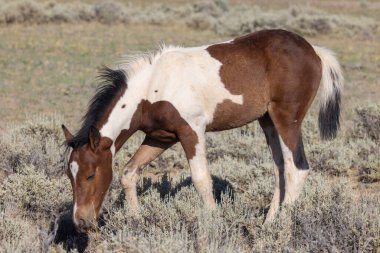 Yazın Wyoming çölünde güzel vahşi bir at.