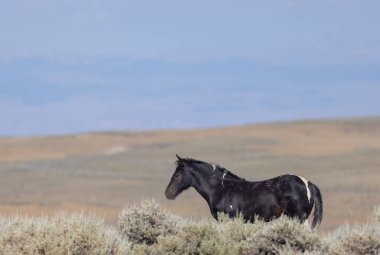 Yazın Wyoming çölünde güzel vahşi bir at.