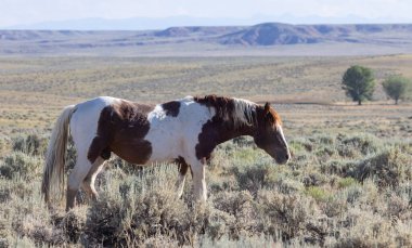Yazın Wyoming çölünde güzel vahşi bir at.