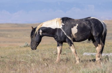 Yazın Wyoming çölünde güzel vahşi bir at.