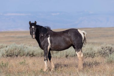 Yazın Wyoming çölünde güzel vahşi bir at.