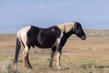 Yazın Wyoming çölünde güzel vahşi bir at.