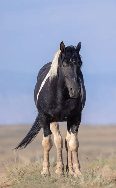 Bellissimo Cavallo Selvatico Estate Nel Deserto Del Wyoming — Foto Stock