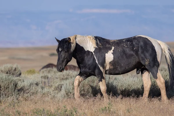 怀俄明州沙漠的一匹美丽的野马 — 图库照片
