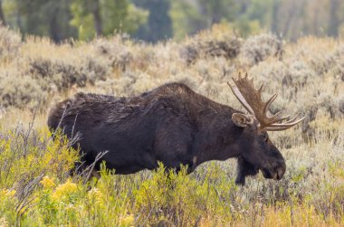 Bir boğa geyiği Wyoming 'de tekdüze düşerken