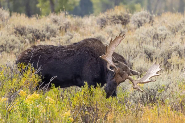 Een Stier Eland Tijdens Zijn Val Sleur Wyoming — Stockfoto