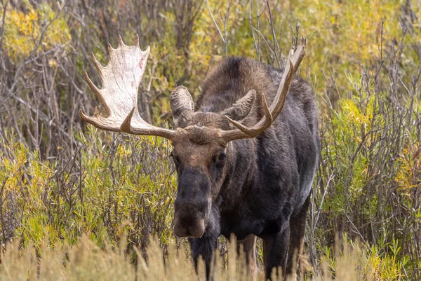 Egy Bikát Jávorszarvas Közben Esik Megszokott Wyoming — Stock Fotó