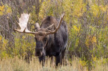 Bir boğa geyiği Wyoming 'de tekdüze düşerken