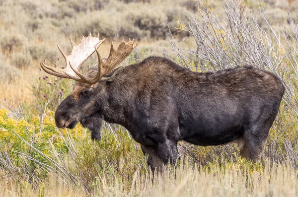 Okse Elg Han Falder Rut Wyoming - Stock-foto