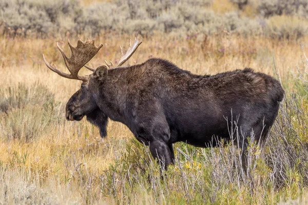 Orignal Taureau Pendant Tombe Ornière Dans Wyoming — Photo