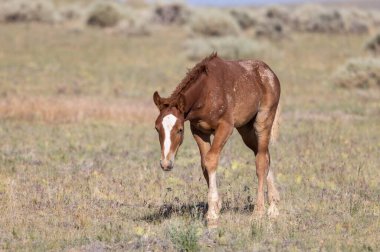 a cute wild horse foal in summer in the Wyoming desert