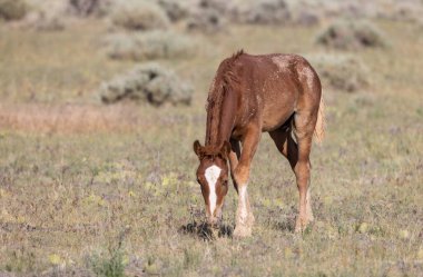a cute wild horse foal in summer in the Wyoming desert