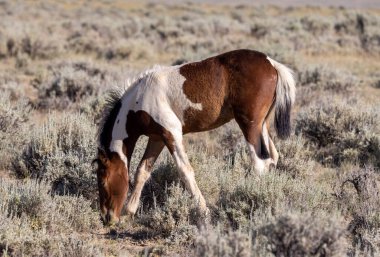 a cute wild horse foal in summer in the Wyoming desert