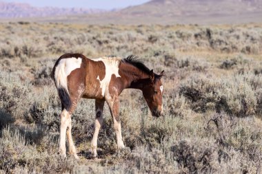 a cute wild horse foal in summer in the Wyoming desert