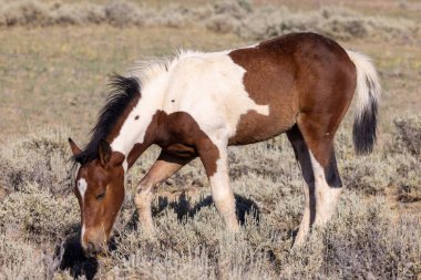 a cute wild horse foal in summer in the Wyoming desert