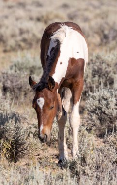 a cute wild horse foal in summer in the Wyoming desert