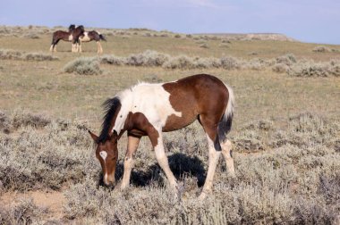 a cute wild horse foal in summer in the Wyoming desert