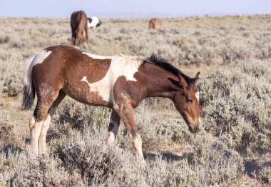 a cute wild horse foal in summer in the Wyoming desert