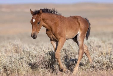 a cute wild horse foal in summer in the Wyoming desert