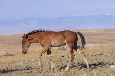 a cute wild horse foal in summer in the Wyoming desert