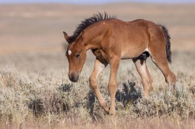 a cute wild horse foal in summer in the Wyoming desert