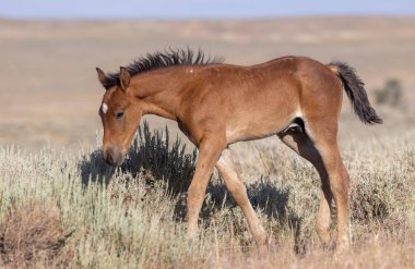 a cute wild horse foal in summer in the Wyoming desert