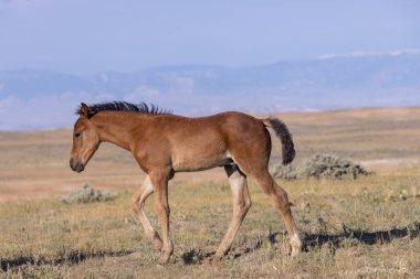 a cute wild horse foal in summer in the Wyoming desert