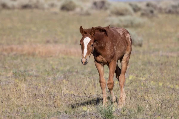 a cute wild horse foal in summer in the Wyoming desert