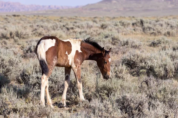 Cute Wild Horse Foal Summer Wyoming Desert — Foto de Stock