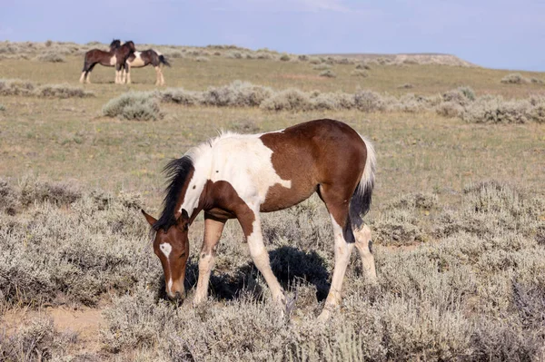 Cute Wild Horse Foal Summer Wyoming Desert — Stockfoto