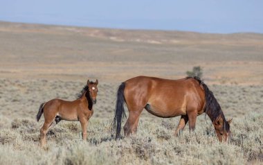 Yazın Wyoming Çölü 'nde vahşi bir kısrak ve tay.