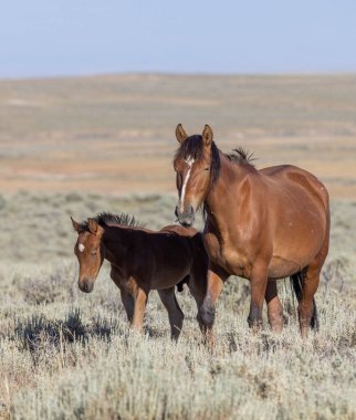 Yazın Wyoming Çölü 'nde vahşi bir kısrak ve tay.