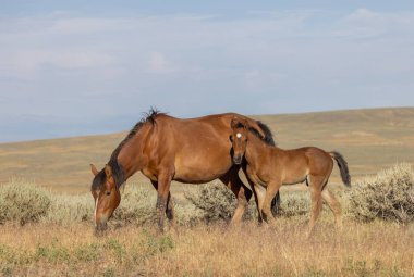 Yazın Wyoming Çölü 'nde vahşi bir kısrak ve tay.