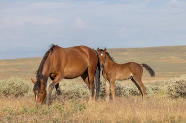 Yazın Wyoming Çölü 'nde vahşi bir kısrak ve tay.